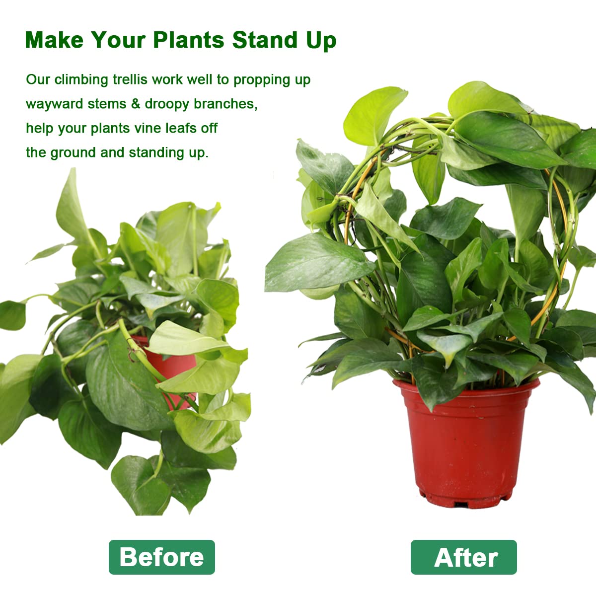 Kiouposy gold round trellis for potted plants helps vines grow vertically.