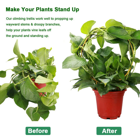 Kiouposy gold round trellis for potted plants helps vines grow vertically.