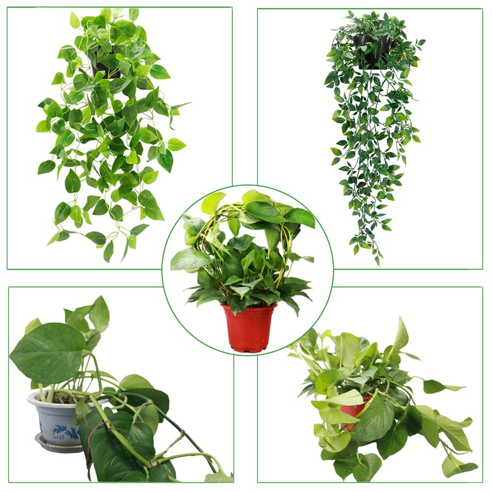 Kiouposy plant stake circle trellis 15inch guides vines upward.