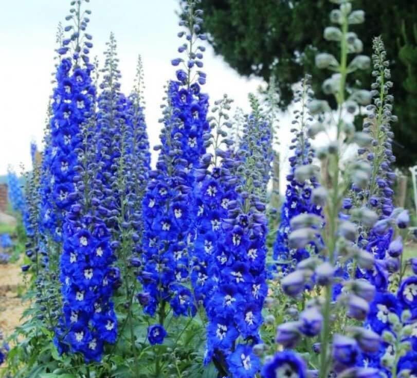 KIRA SEEDS Blue Delphinium bloom spike brightens borders and dramatic garden displays