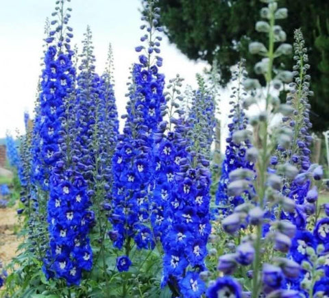 KIRA SEEDS Blue Delphinium bloom spike brightens borders and dramatic garden displays