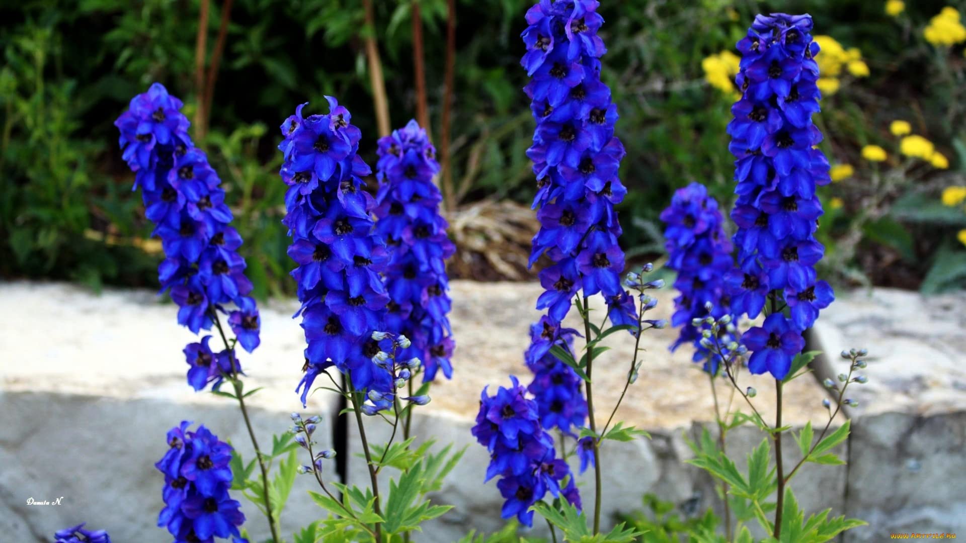 Gardenscape with blue Delphinium as a striking centerpiece by KIRA SEEDS