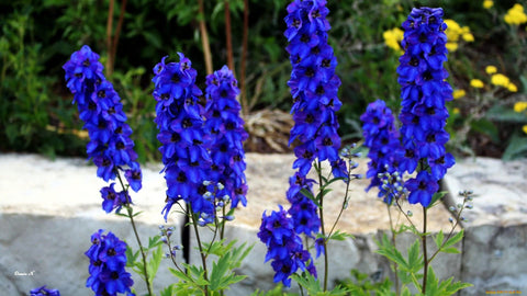 Gardenscape with blue Delphinium as a striking centerpiece by KIRA SEEDS