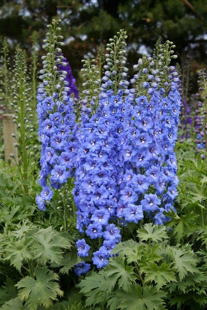 Delphinium border planting by KIRA SEEDS adds color and height to borders
