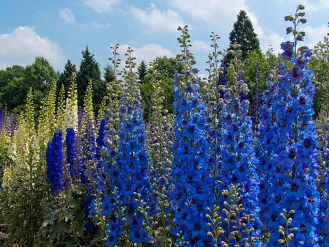 Cut-flower ready Delphinium from KIRA SEEDS for elegant indoor arrangements