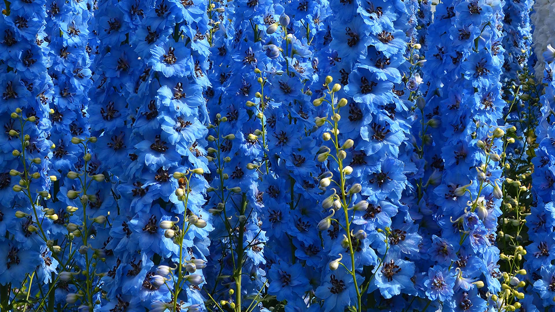 Early growth of Blue Tall Delphinium from KIRA SEEDS in garden beds