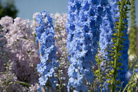 Blue Delphinium thriving in full sun with well-drained soil from KIRA SEEDS