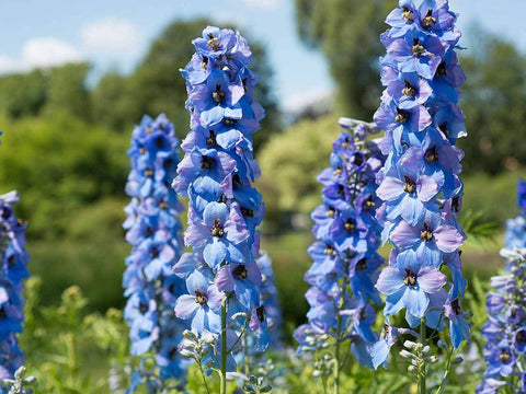 Delphinium reaching up to 6 feet tall in a sunny garden by KIRA SEEDS