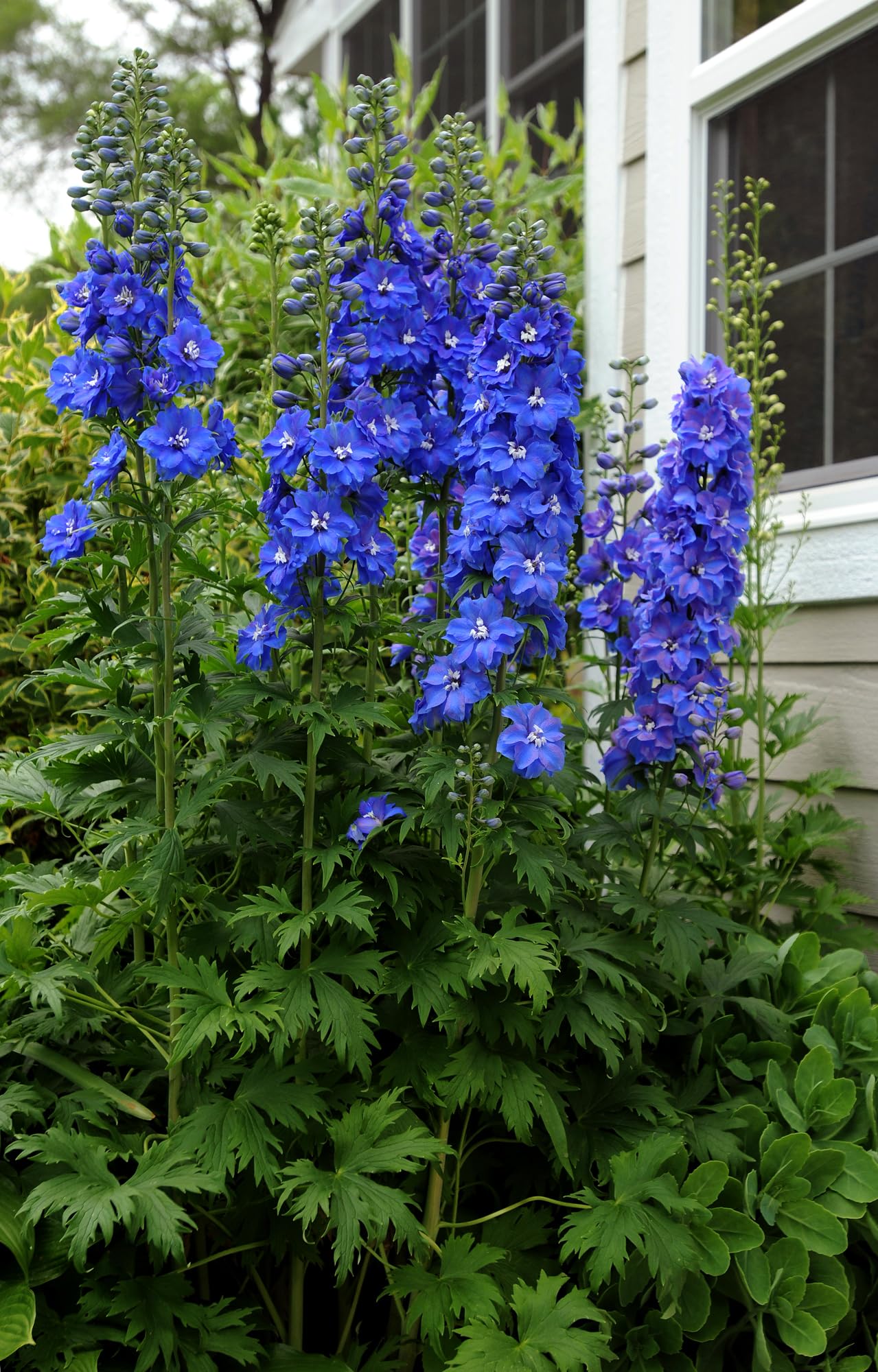 Late-spring bloom of KIRA SEEDS Delphinium enhances garden color