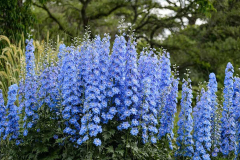 Well-drained soil supports healthy Delphinium growth from KIRA SEEDS
