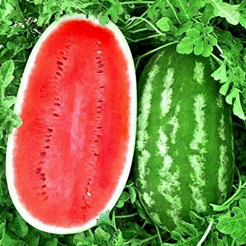 KIRA SEEDS Giant Astrakhan watermelon seed pack for home planting.