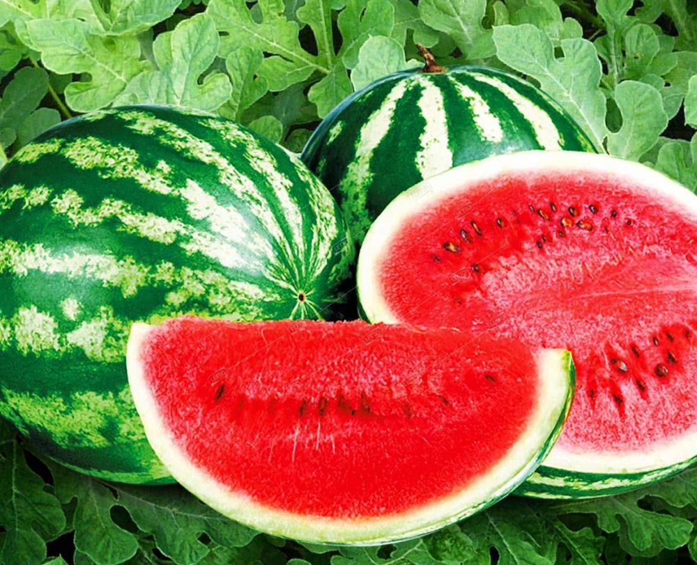 KIRA SEEDS Giant Astrakhan watermelon cut open shows red flesh.