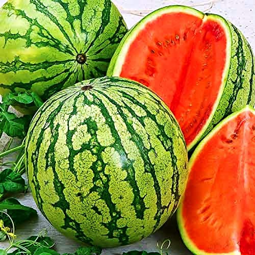 KIRA SEEDS Giant Astrakhan watermelon on vine with large fruit.