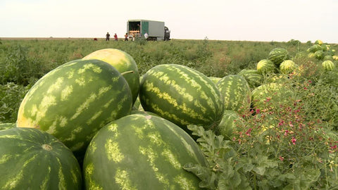 KIRA SEEDS Giant Astrakhan watermelon closeup of glossy seeds.