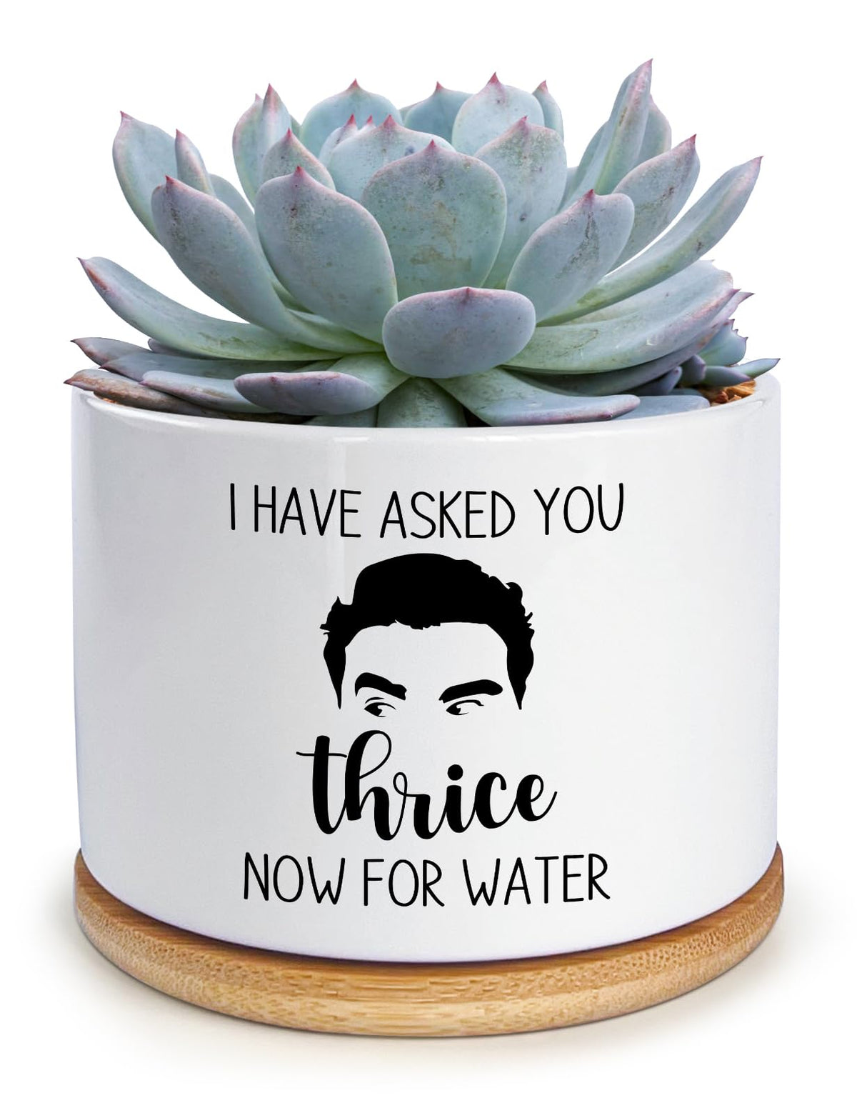 KISJO water pot with humorous text on a desk-ready planter.