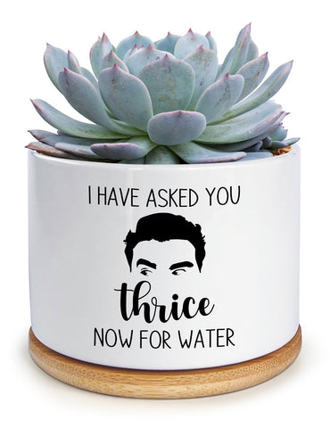 KISJO water pot with humorous text on a desk-ready planter.