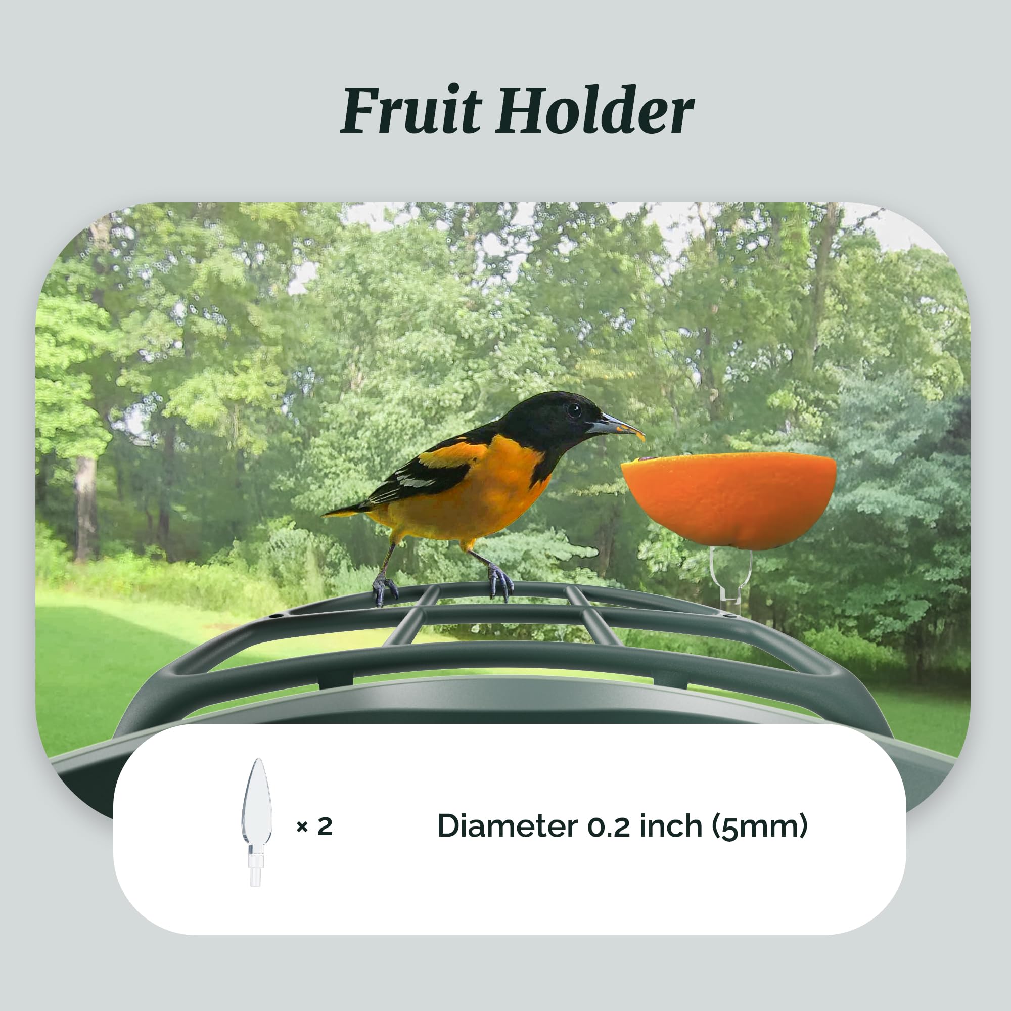 Kiwibit Beako perch stand attachment expands feeding options.