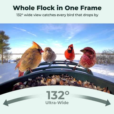 Kiwibit Solar Bird Feeder perch extender supports large and small birds