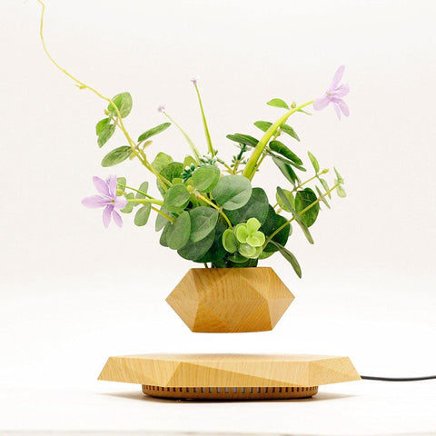 KIYOMING levitating bonsai in air demonstrates an eye catching office centerpiece