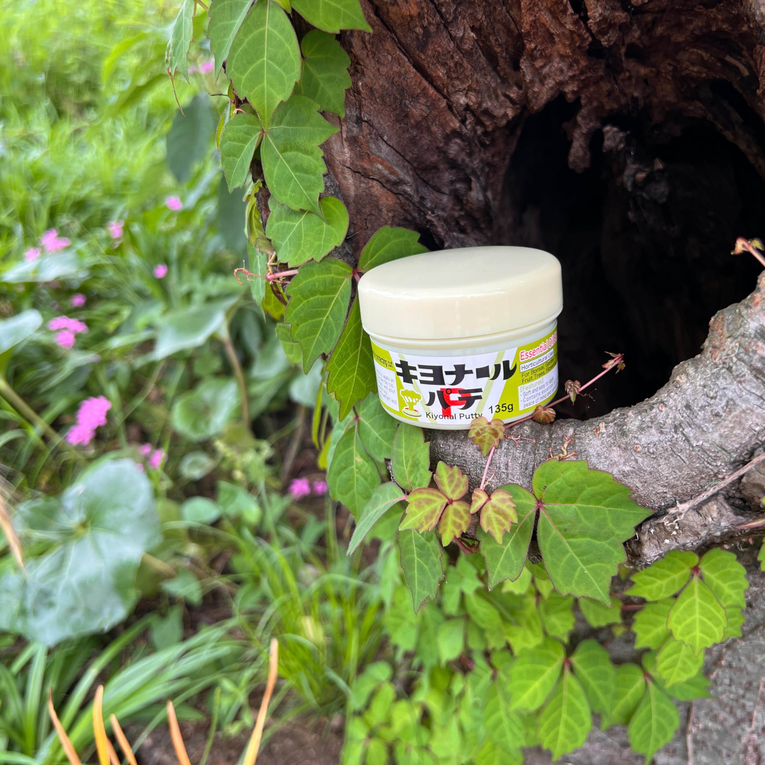 Kiyonal Bonsai Cut Paste gray sealing application on a pruning wound.
