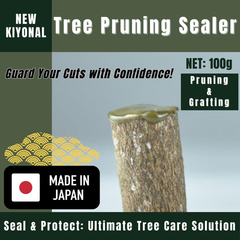 Kiyonal bonsai paste on a cut being applied after pruning for protection.