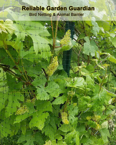 KLEWEE Bird Netting shields strawberries from birds and pests