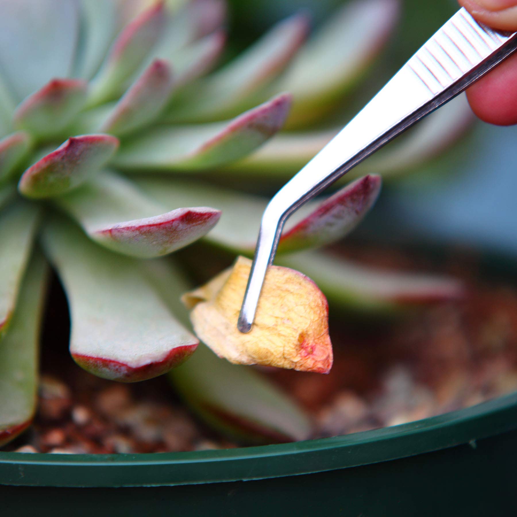 KMHIGH kitchen use tweezers aiding precise herb and garnish placement