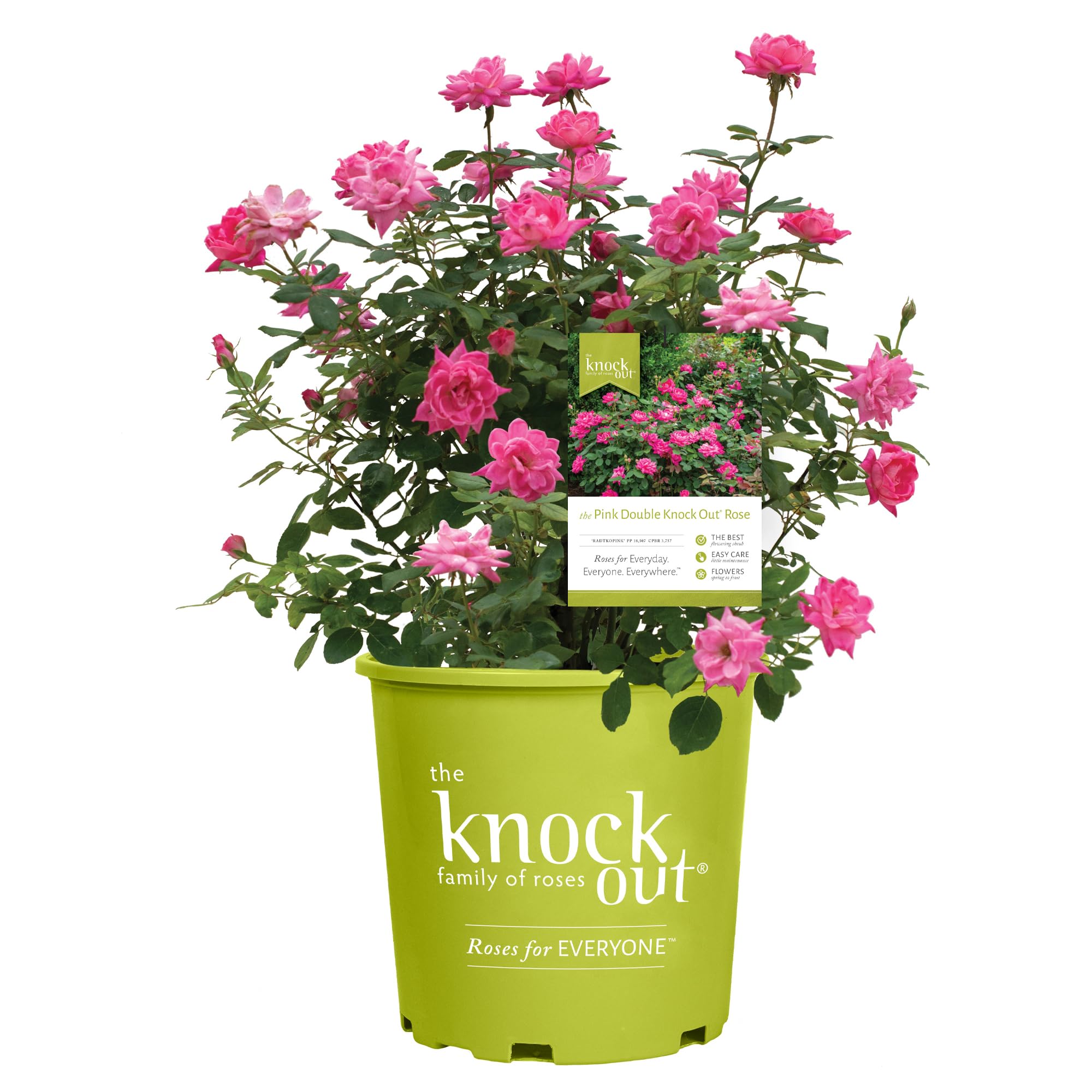 Knock Out 2 Gal Double Pink Rose bloom close-up, vivid color for borders