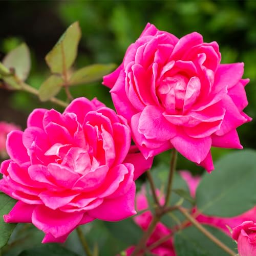 Knock Out 2 Gal Double Pink Rose bush form in garden bed