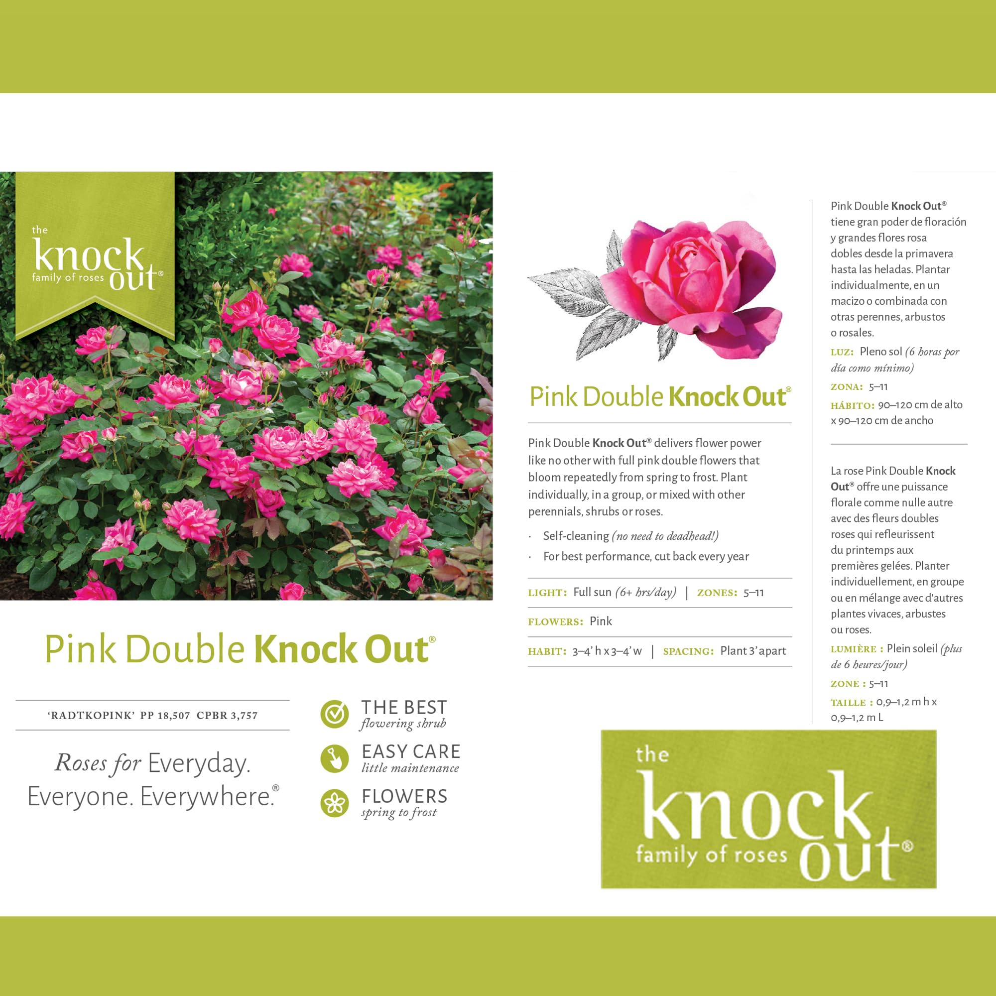 Knock Out 2 Gal Double Pink Rose demonstrates drought tolerance