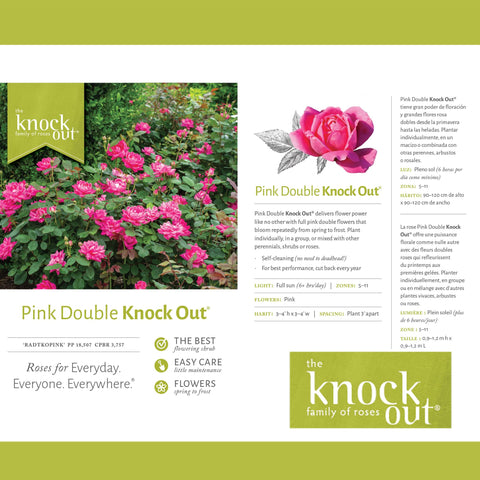 Knock Out 2 Gal Double Pink Rose demonstrates drought tolerance