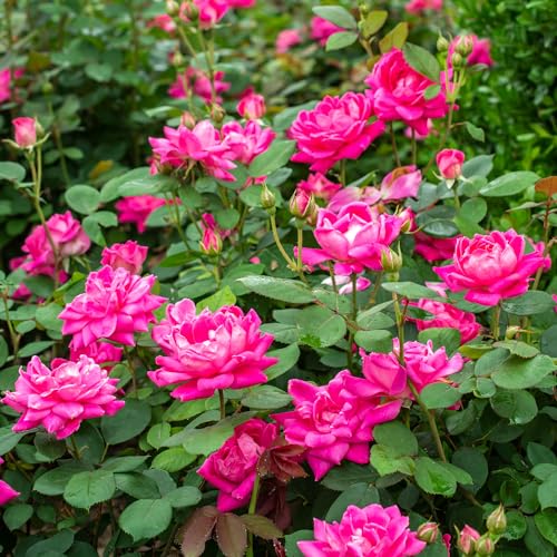 Knock Out 2 Gal Double Pink Rose in garden border with bright blooms