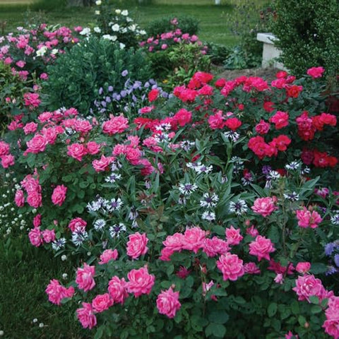 Knock Out 2 Gal Double Pink Rose low hedge formation