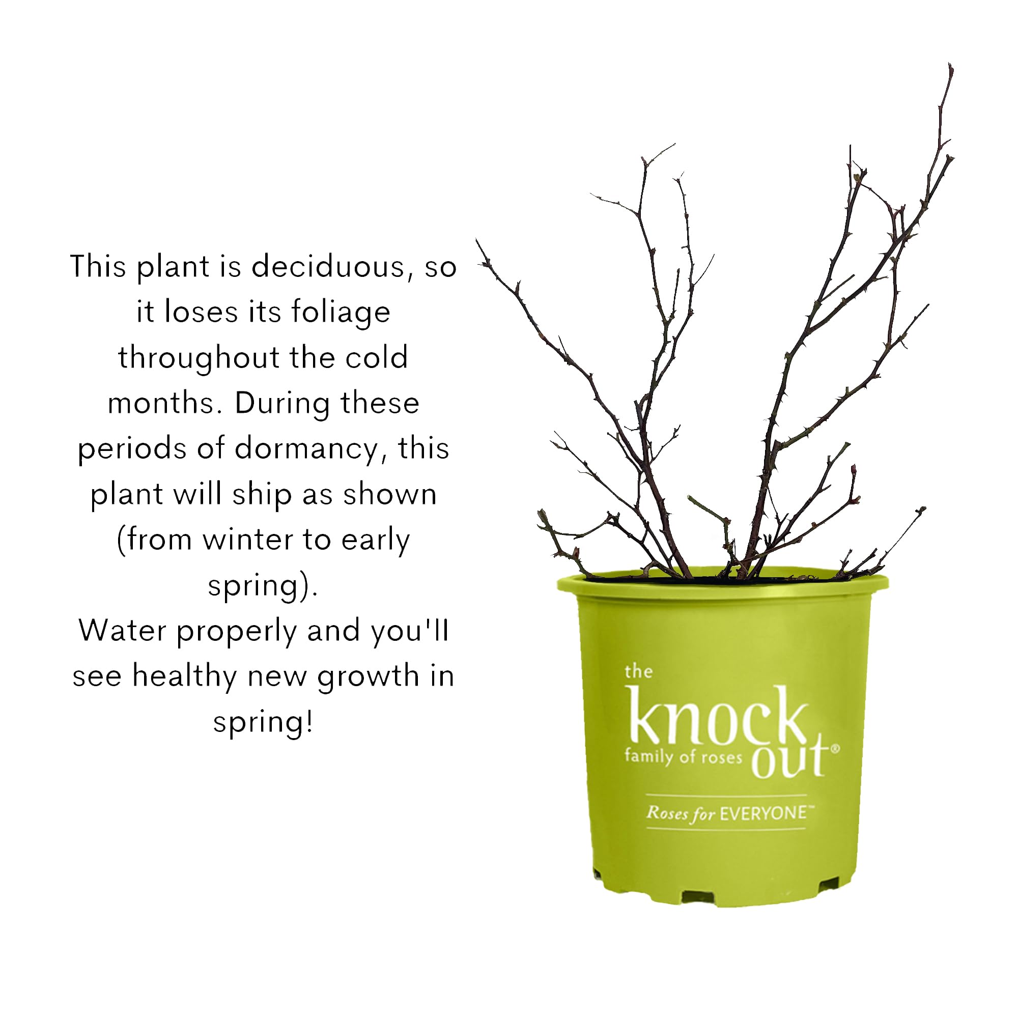 Knock Out 2 Gal Double Pink Rose ornamental border planting idea