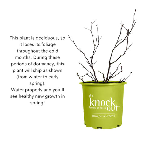 Knock Out 2 Gal Double Pink Rose ornamental border planting idea