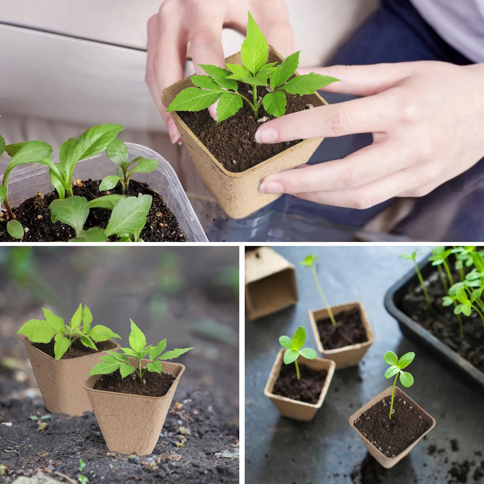 KOAMLY seedling setup using pots for vibrant early growth