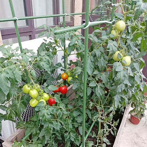 Kogrew 25-stake pack enables quick setup and organized garden arrangement.