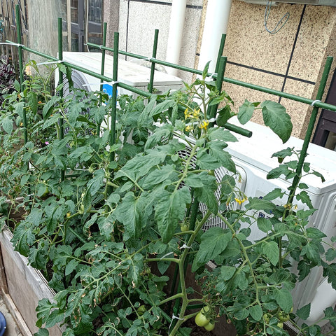 Kogrew 25-pack of stakes for supporting multiple vines