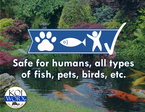 Koi Worx blue dye colors pond water with a blue tint.