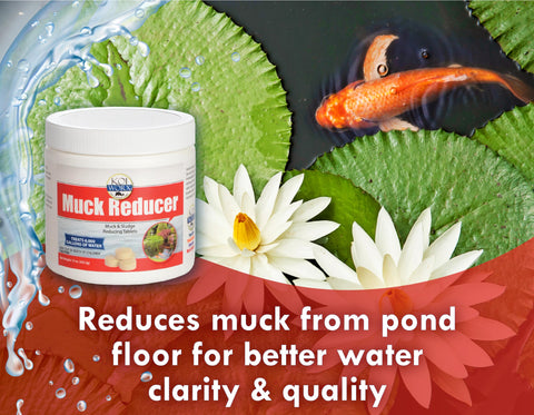 KoiWorx Muck Reducer tablets being dispensed into pond water.