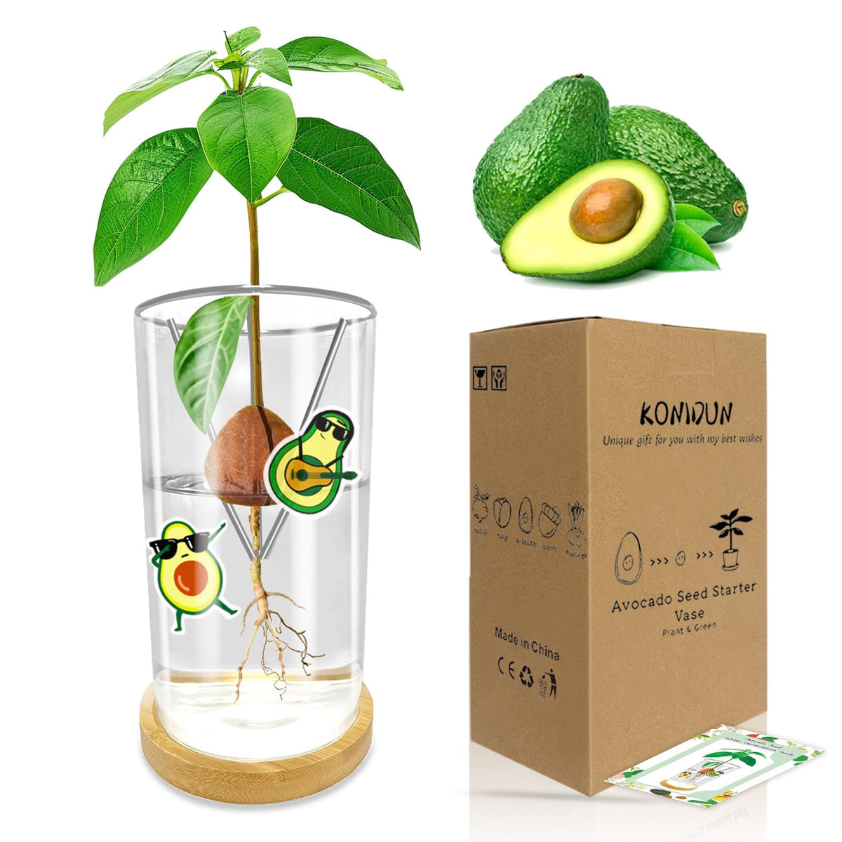 KONIDUN avocado seed starter vase complete kit for indoor sprouting