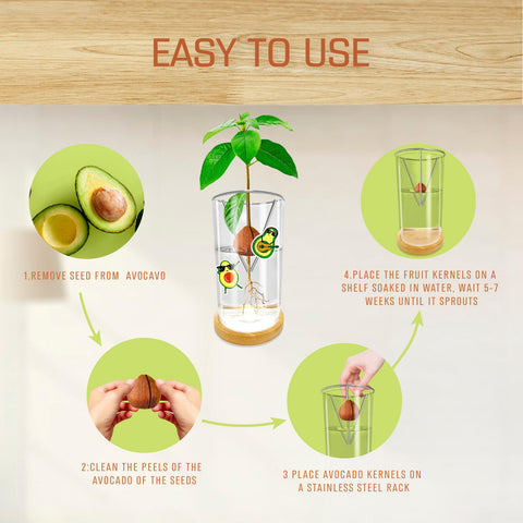 Guided sprouting process shown with KONIDUN seed starter vase
