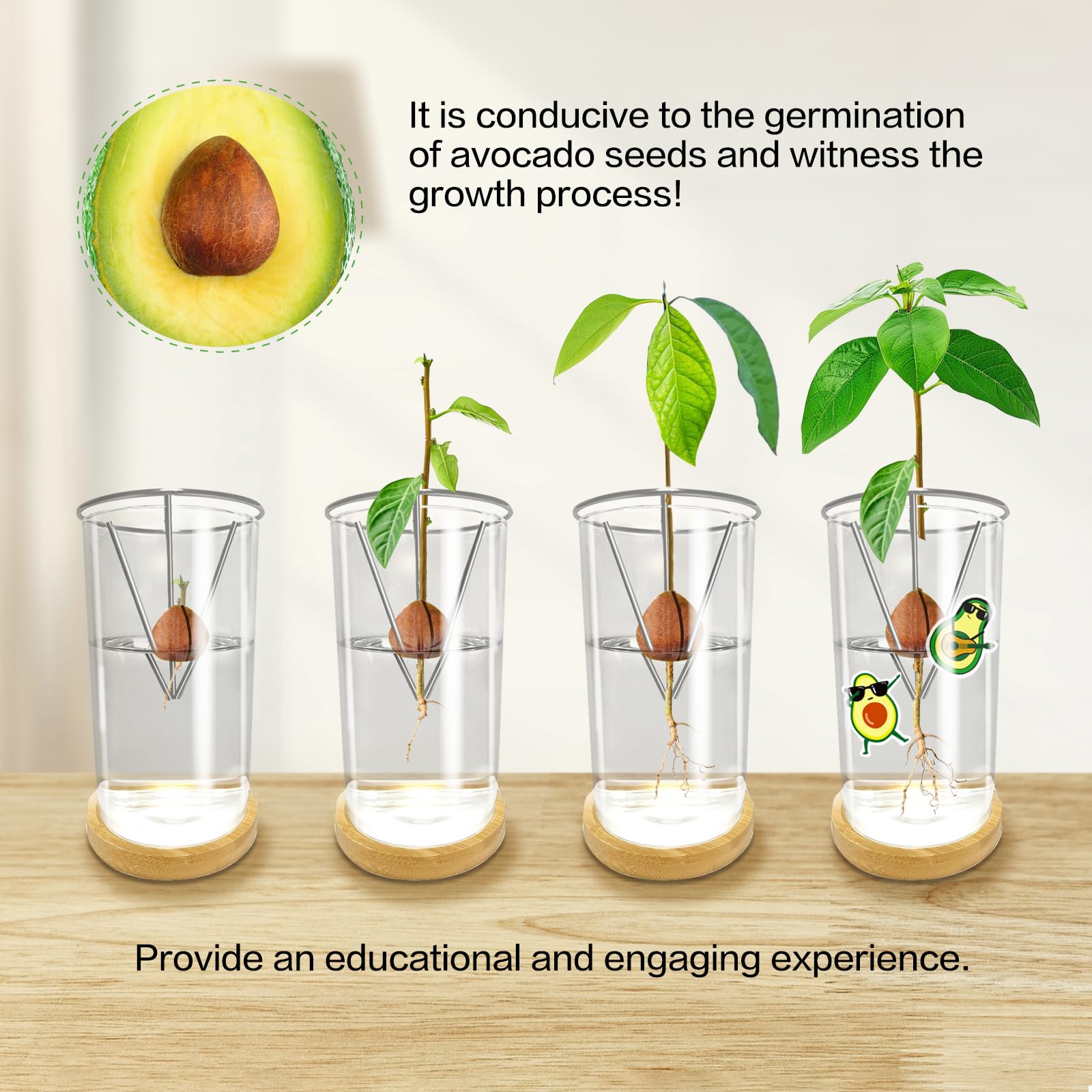 KONIDUN triangular holder design fits avocado pits of various sizes