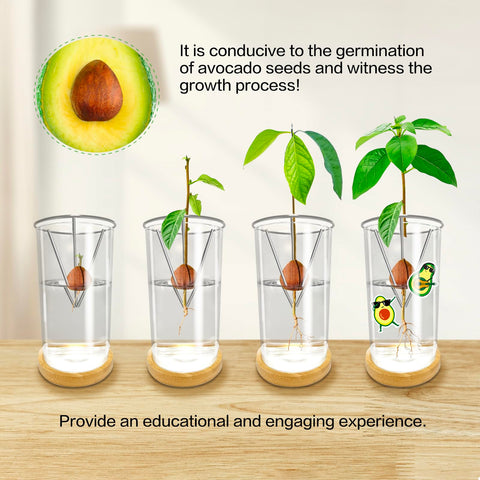 KONIDUN triangular holder design fits avocado pits of various sizes