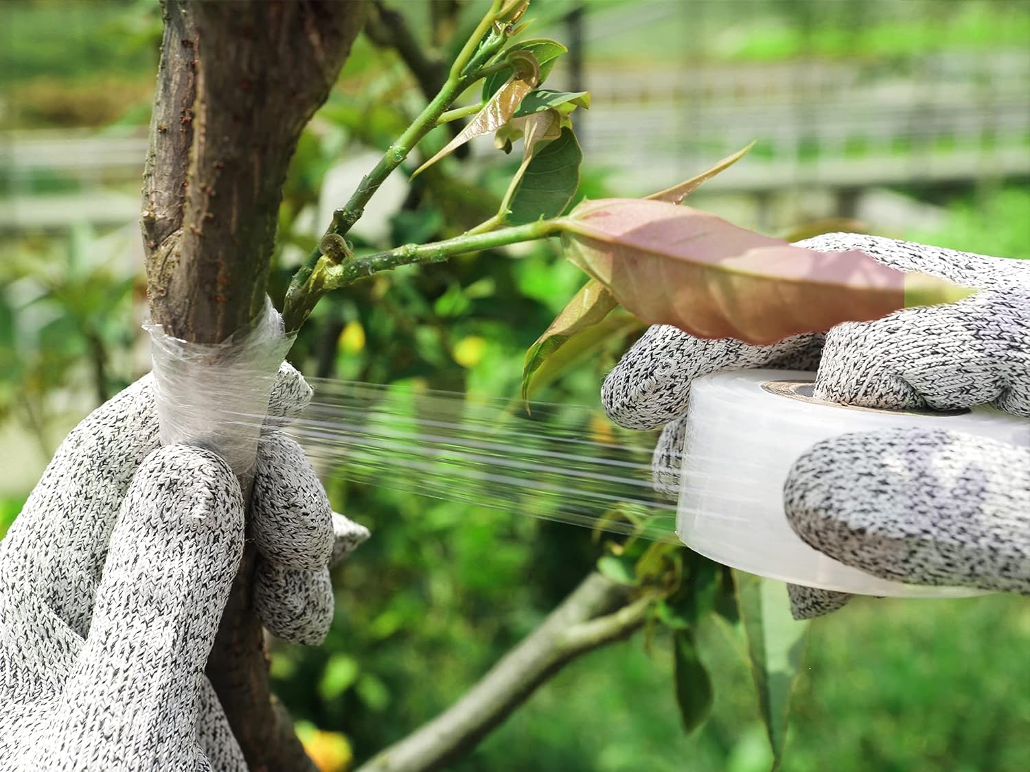 Konload grafting tape suitable for citrus and conifers in garden grafting