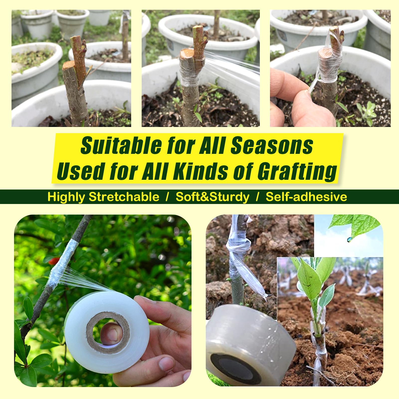 Konload 3 cm grafting tape on plant graft site for secure healing.