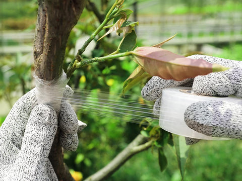 Konload rose grafting tape application on rose stem