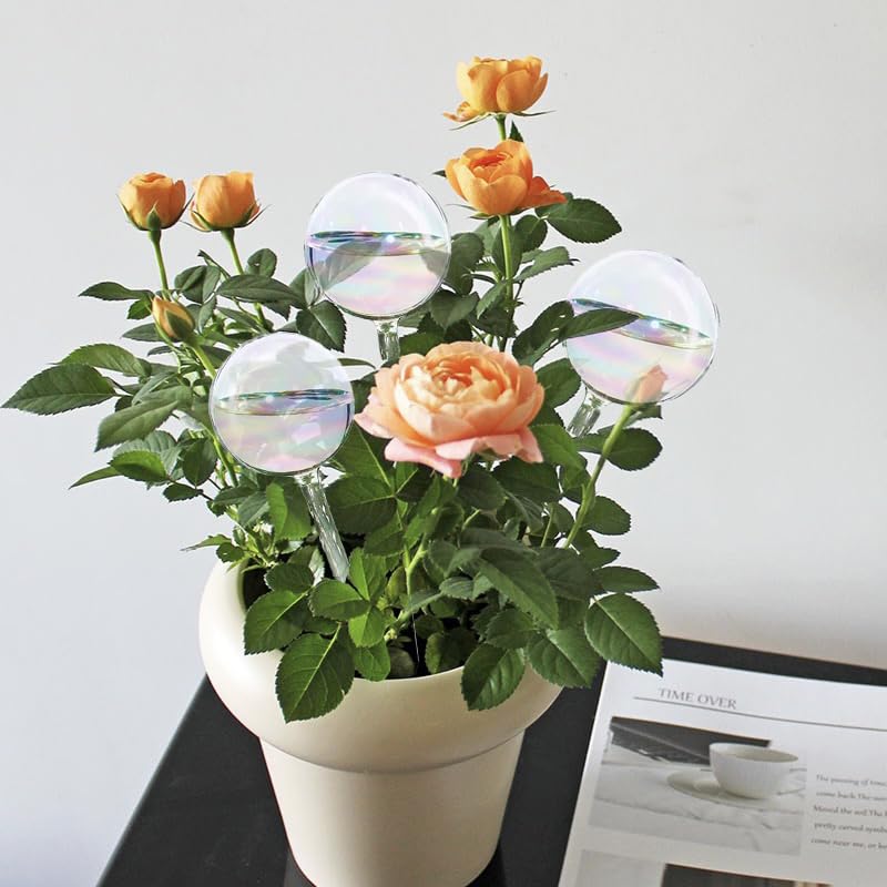 Koorabbee gift-ready glass watering bulbs for plant lovers.