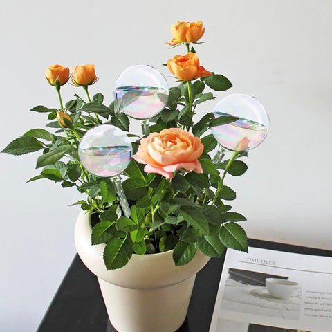 Koorabbee gift-ready glass watering bulbs for plant lovers.