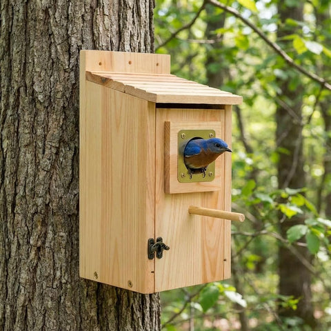 KraAra entrance-1-5-inch bird house designed for small species.